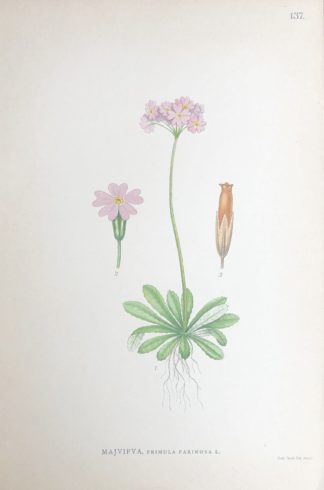 Majviva Nordens Flora 1905