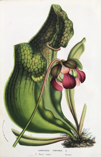 Flore des serres et des jardins de l’Europe: FLUGTRUMPET, Sarracenia purpurea