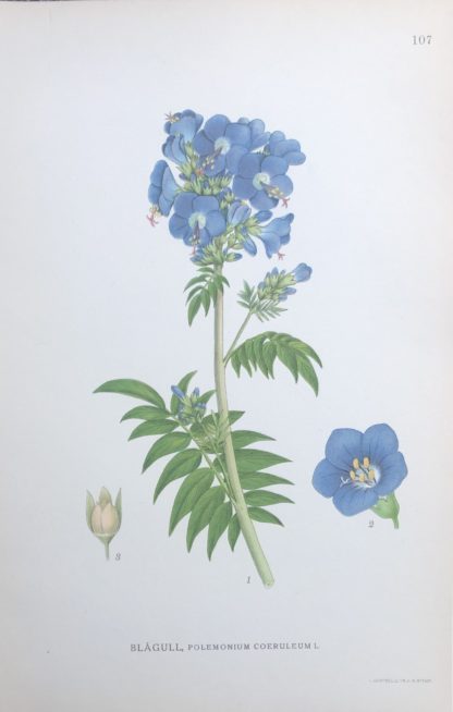 Botanisk plansch: BLÅGULL, Jacob’s ladder – Polemonium caeruleum Nordens Flora 1922 nr. 107