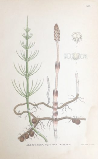 Åkerfräken, Nordens Flora 1905