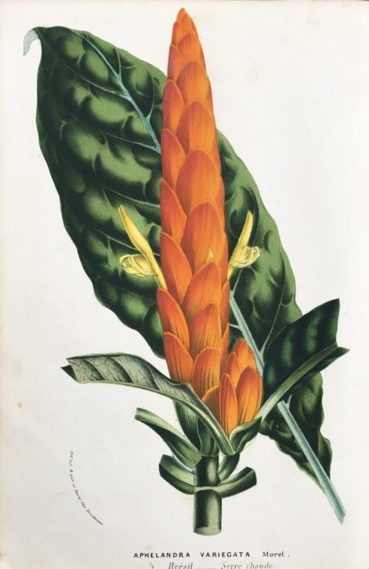 Aphelandra variegata