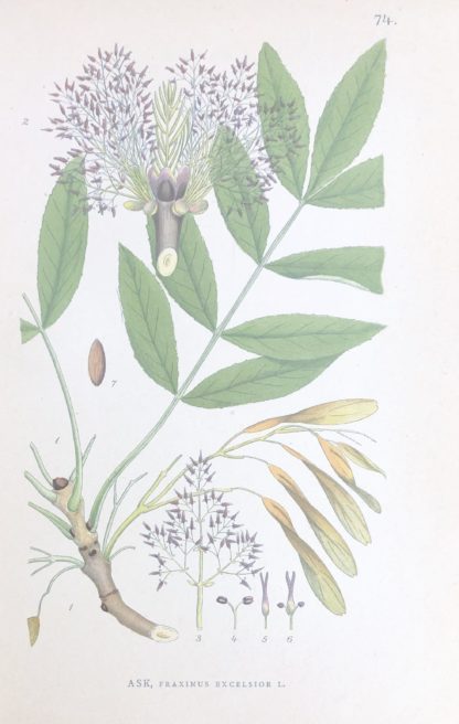 ASK, Fraxinus excelsior Nordens Flora 1905