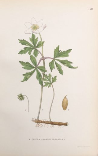 VITSIPPA, Anemone nemorosa Nordens Flora 1922