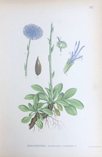 BERGSKRABBA, Globularia vulgaris Nordens Flora 1905