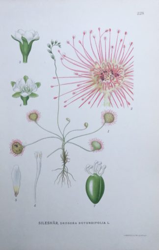 RUNDSILESHÅR, Drosera rotundifolia Nordens Flora 1922