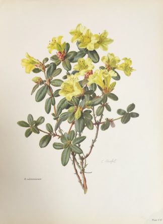 Botanisk plansch av Carlos von Riefel Rhododendron valentinianum