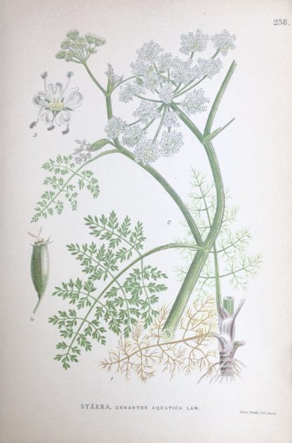 VATTENSTÄKRA, Oenanthe aquatica Nordens Flora 1905