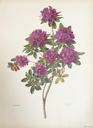 Botanisk plansch av Carlos von Riefel Rhododendron russatum