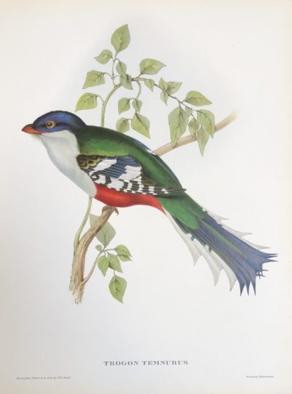 Cuban Trogon. Plansch med exotisk fågel av John Gould KUBATROGON, Priotelus temnurus