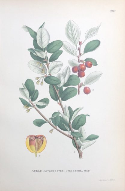 RÖTT OXBÄR, Cotoneaster integerrimus Nordens Flora 1922