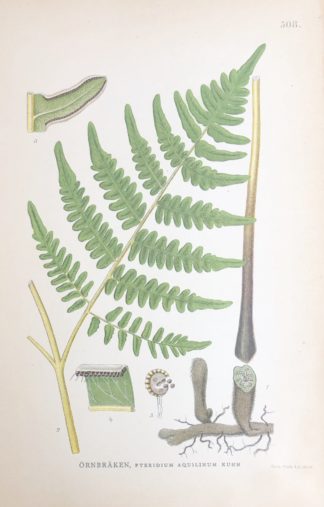 ÖRNBRÄKEN, Pteridium aquilinum Nordens Flora 1905