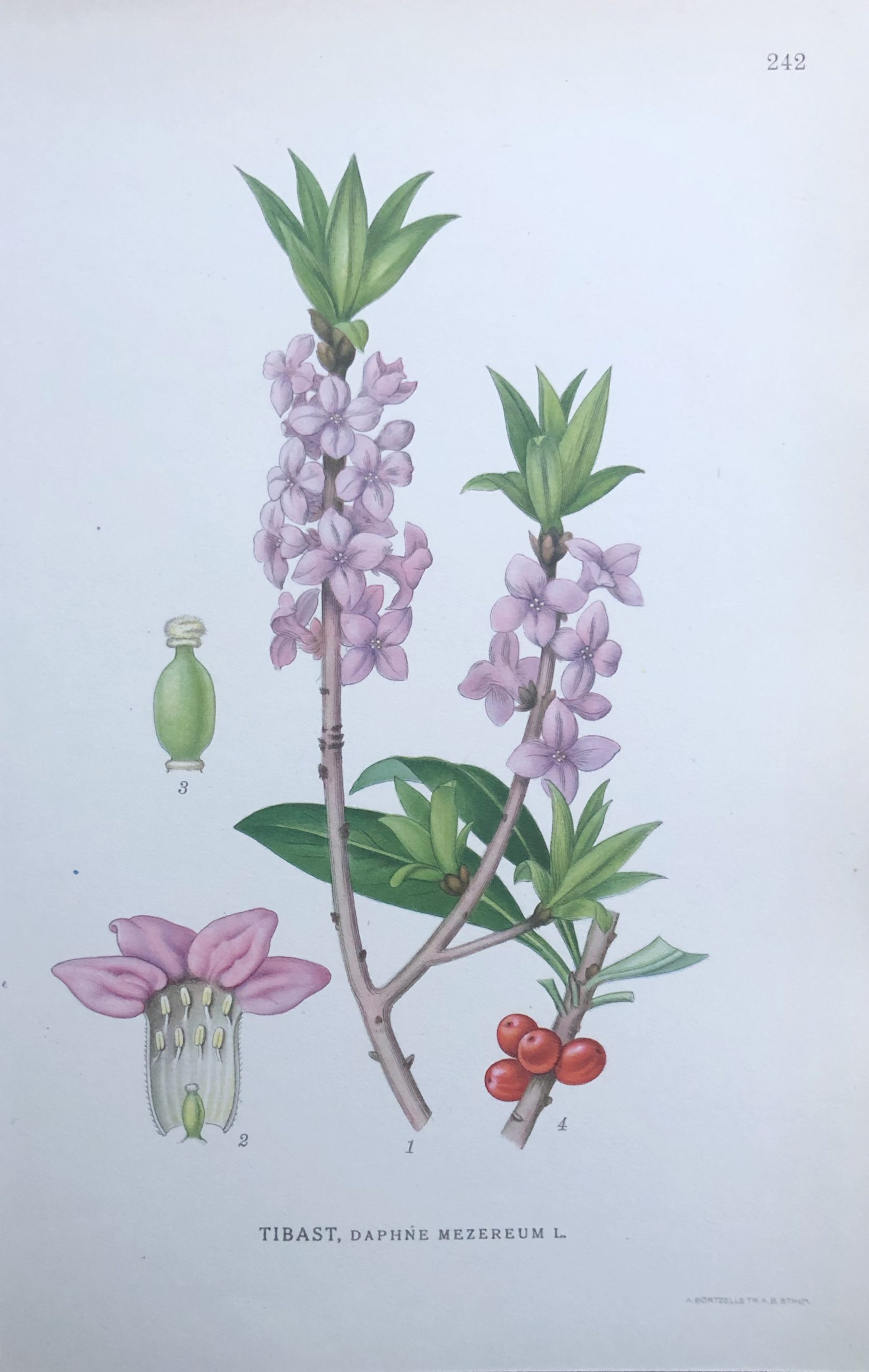 Botanisk plansch: Mezereon - TIBAST, Daphne mezereum Nordens Flora 1922 nr. 242