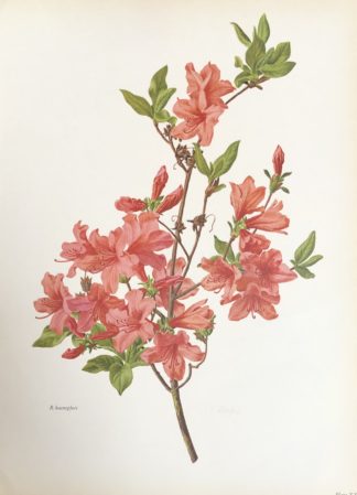 Botanisk plansch av Carlos von Riefel Rhododendron kaempferi