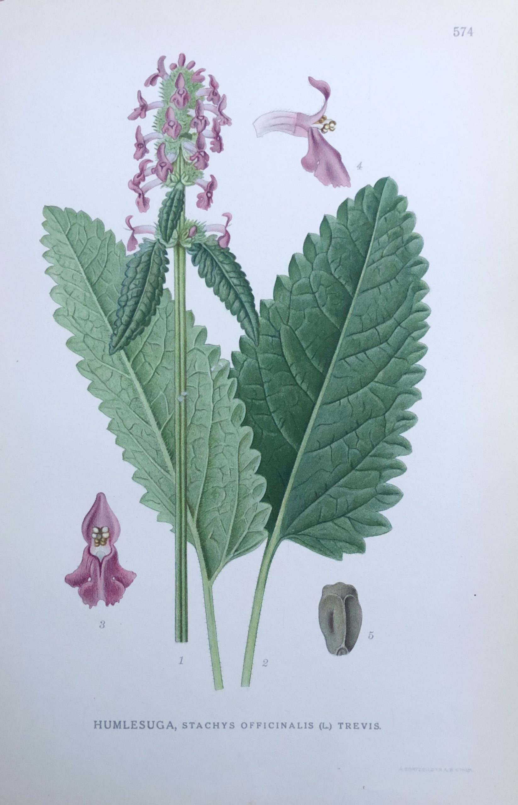 HUMLESUGA, Stachys officinalis Nordens Flora 1922