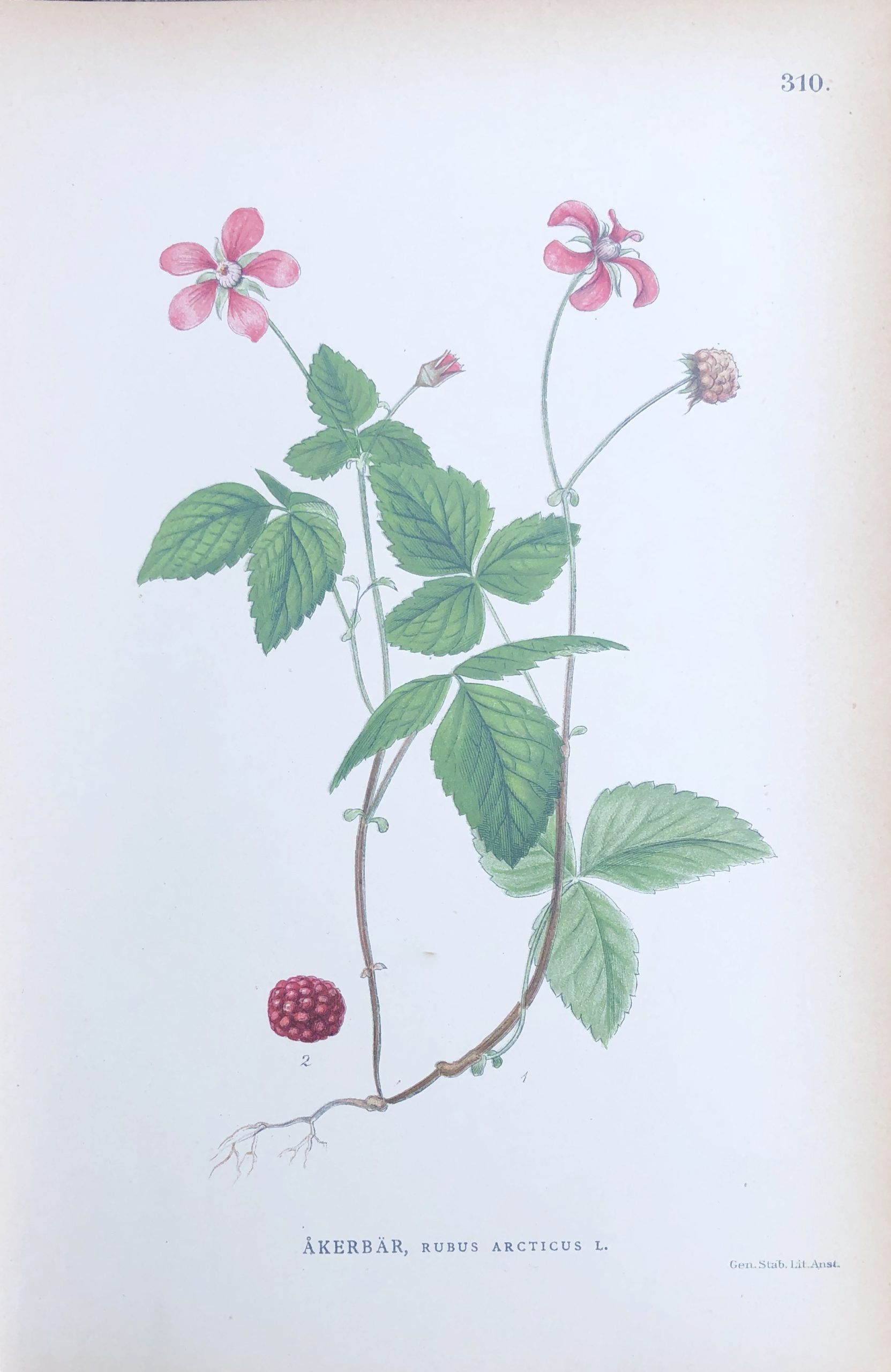 ÅKERBÄR, Rubus arcticus Nordens Flora 1905