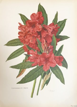 Botanisk plansch av Carlos von Riefel Rhododendron griersonianum & Rhododendron 'Tally Ho'