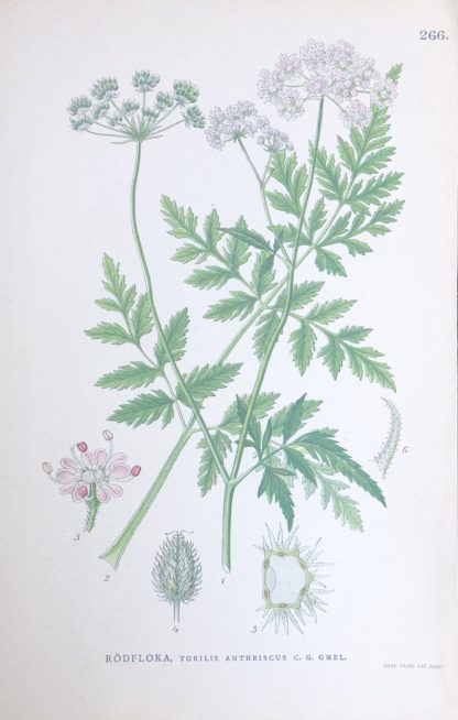RÖDKÖRVEL, Torilis japonica Nordens Flora 1905