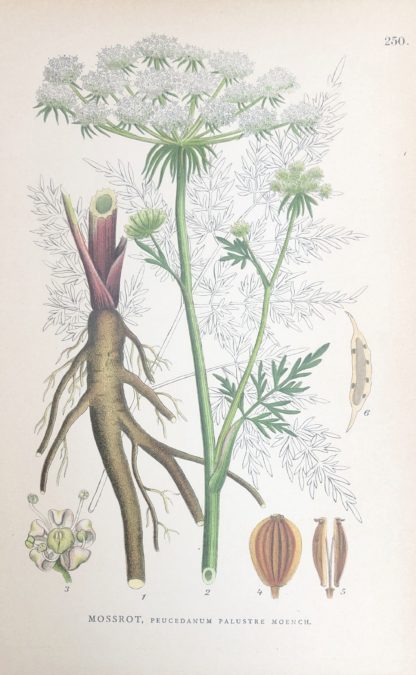 KÄRRSILJA, Peucedanum palustre Nordens Flora 1905