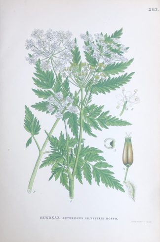 HUNDKÄX, Anthriscus sylvestris Nordens Flora 1905