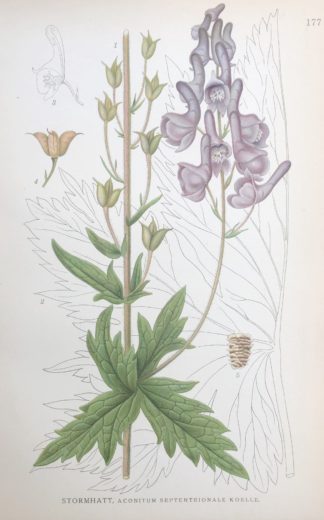 ÄKTA STORMHATT, Aconitum napellus Nordens Flora 1922