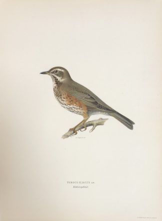 Svenska Fåglar 1927-29 RÖDVINGETRAST, Turdus iliacus