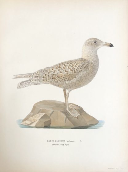 Svenska Fåglar 1927-29 VITTRUT ung, Larus hyperboreus