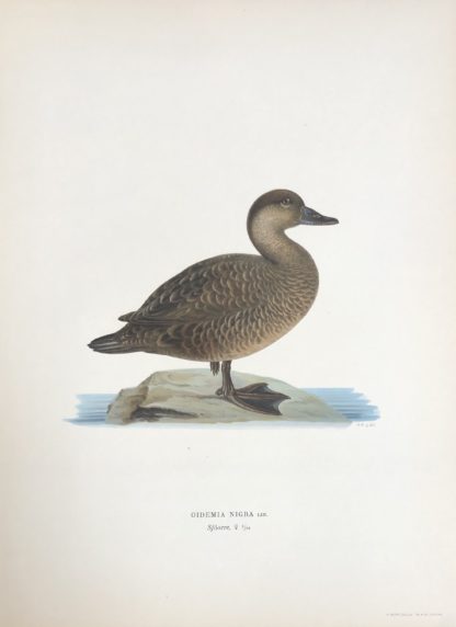 Svenska Fåglar 1927-29 SJÖORRE hona, Melanitta nigra