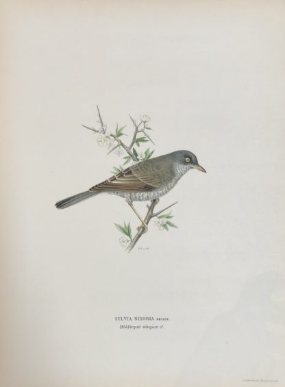 Svenska Fåglar 1927-29 HÖKSÅNGARE, Curruca nisoria