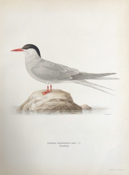Svenska Fåglar 1927-29 SILVERTÄRNA, Sterna paradisaea