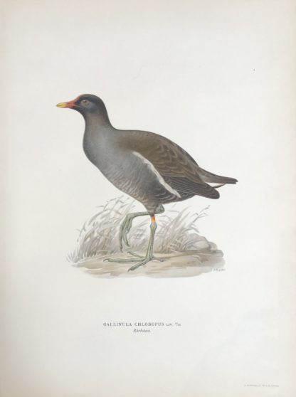 Svenska Fåglar 1927-29 RÖRHÖNA, Gallinula chloropus