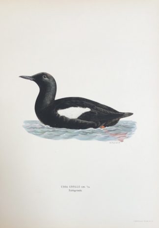 Svenska Fåglar 1927-29 TOBISGRISSLA, Cepphus grylle