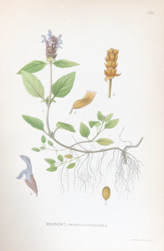 BRUNÖRT, Prunella vulgaris Nordens Flora 1922 nr. 101