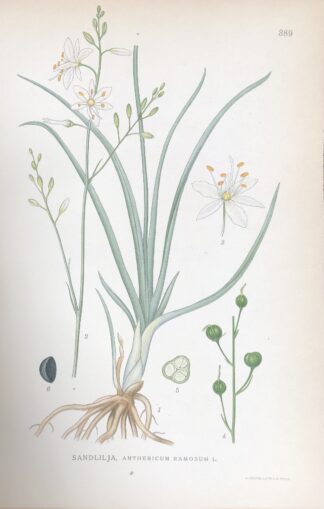 LITEN SANDLILJA, Anthericum ramosum Nordens Flora 1922 nr. 389