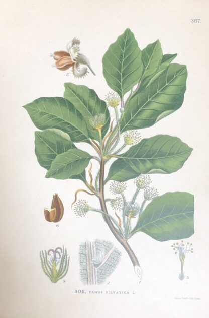 BOK, Fagus sylvatica Nordens Flora 1905 nr. 367