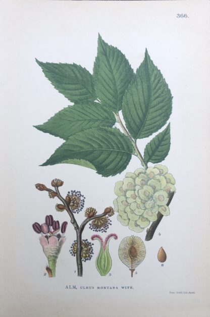 ALM, Ulmus glabra Nordens Flora 1905 nr. 366