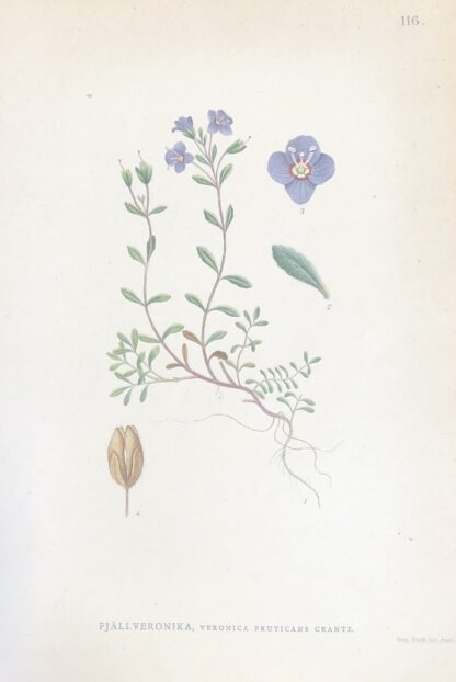 Botanisk plansch: FJÄLLVERONIKA, Alpine speedwell - Veronica alpina Nordens Flora 1905 nr. 116