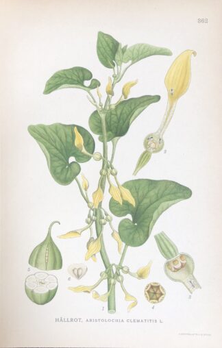 HÅLROT, Aristolochia clematitis Nordens Flora 1922 nr. 362