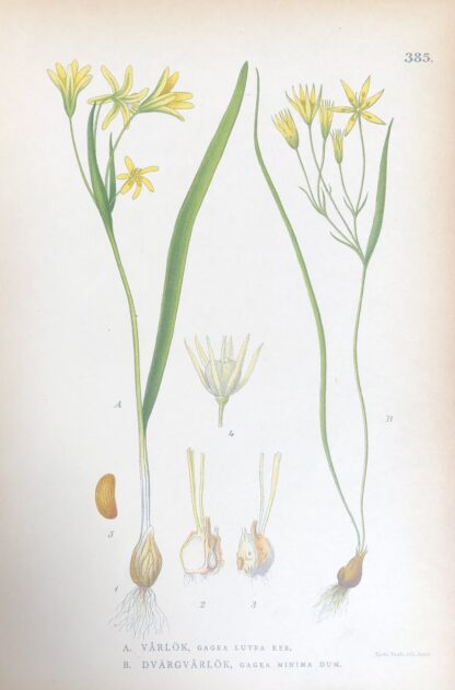 VÅRLÖK, Gagaea lutea & DVÄRGVÅRLÖK, G. minima Nordens Flora 1905 nr. 385