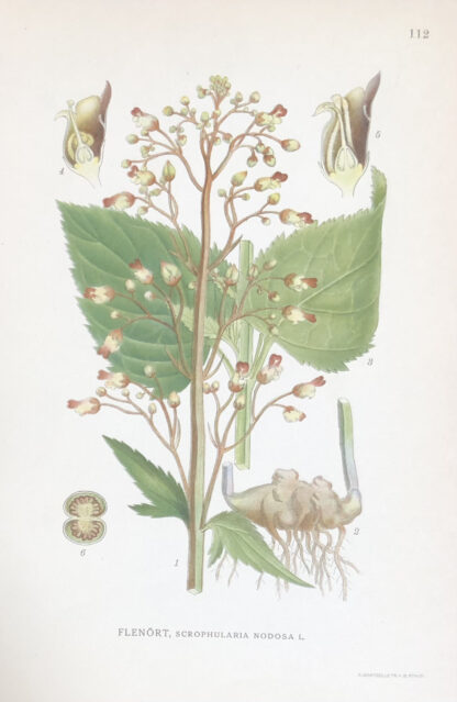 Botanisk plansch: FLENÖRT, Figwort – Schrophularia nodosa Nordens Flora 1922, nr. 112