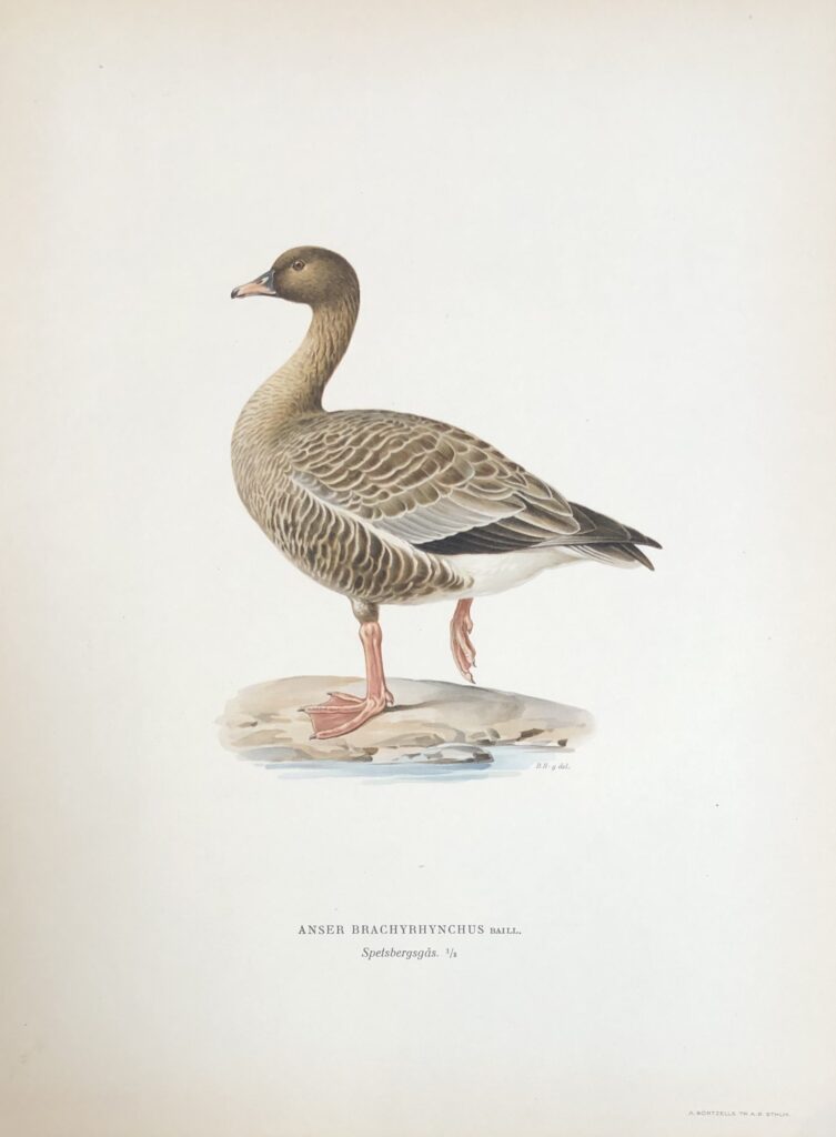 Svenska fåglar, von Wright