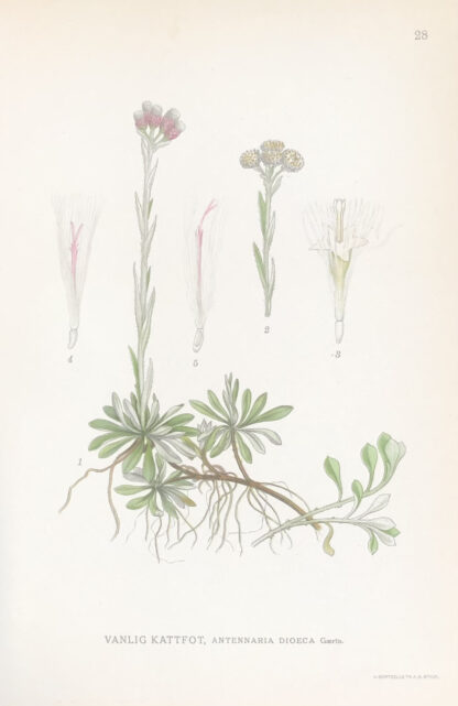 KATTFOT, Antennaria dioica Nordens Flora 1922 nr. 28