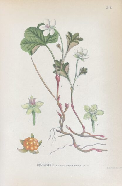 HJORTRON, Rubus chamaemorus Nordens Flora 1905 nr. 311