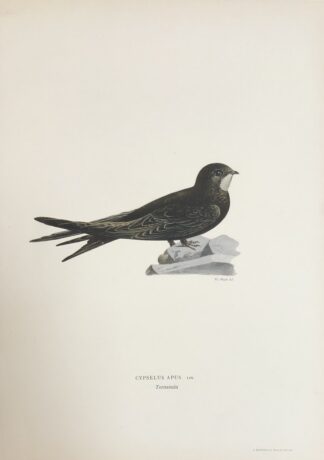 Von Wright Svenska Fåglar TORNSEGLARE, Apus apus