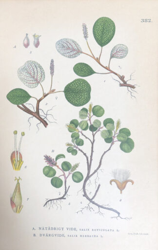 NÄTVIDE, Salix reticulata & DVÄRGVIDE, S. herbacea Nordens Flora 1905 nr. 382