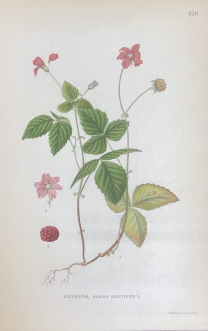ÅKERBÄR, Rubus arcticus Nordens Flora 1922 nr. 310