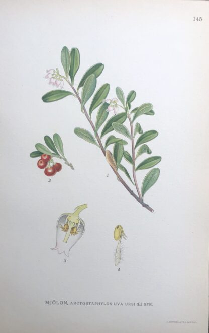 MJÖLON, Arctostaphylos uva-ursi Nordens Flora 1922 nr. 145