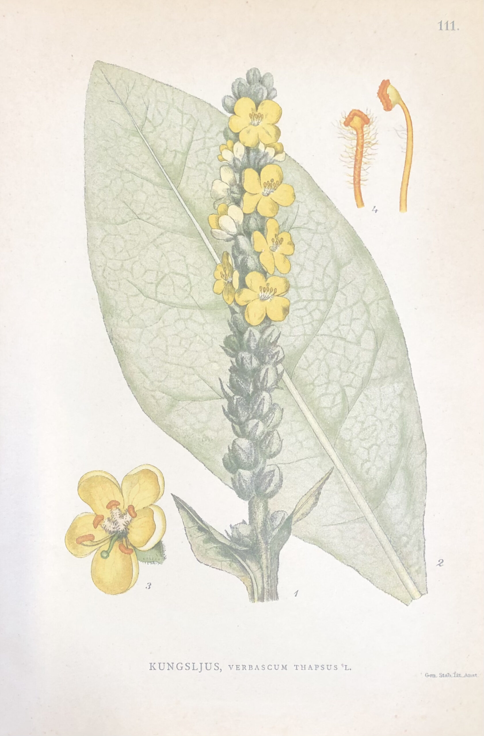 KUNGSLJUS, Verbascum thapsus Nordens Flora 1905 nr. 111