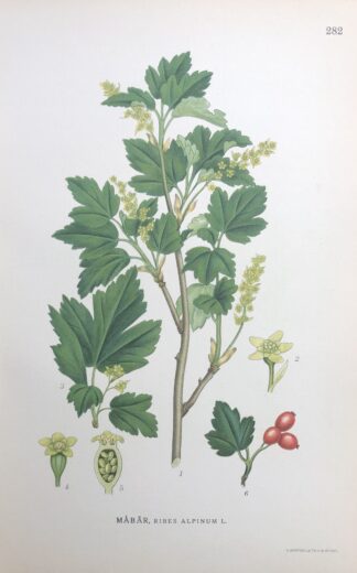 MÅBÄR, Ribes alpinum Nordens Flora 1922 nr. 282