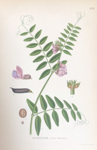 HÄCKVICKER, Vicia sepium Nordens Flora 1922 nr. 319