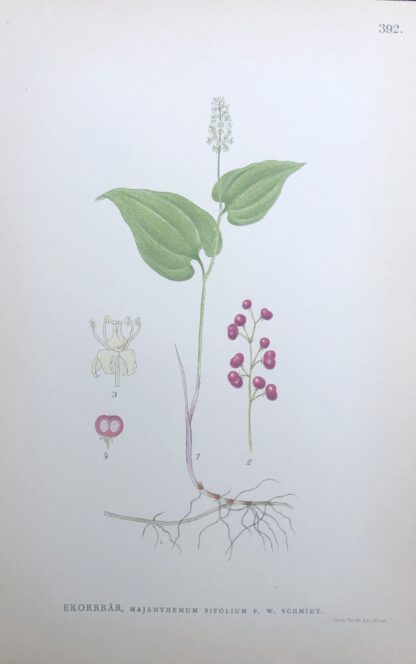 EKORRBÄR, Maianthemum bifolium Nordens Flora 1905 nr. 392